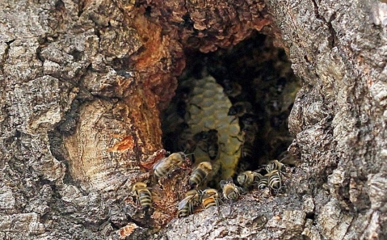Призыв к использованию естественной жизнестойкости медоносных пчёл в пчеловодстве