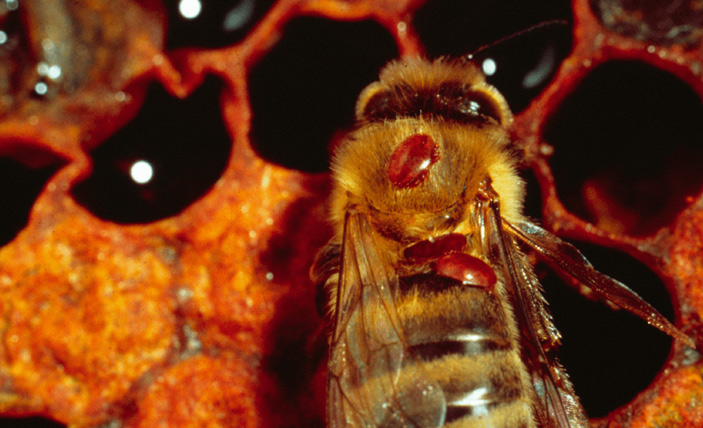 Адаптация в колониях медоносных пчел (Apis mellifera), демонстрирующих устойчивость к клещу Варроа в Ирландии
