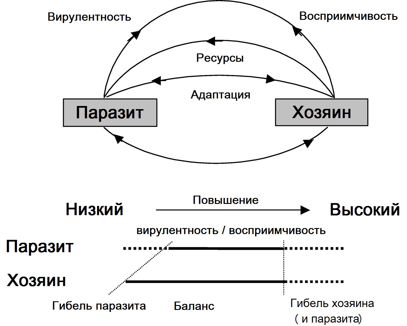 Схема взаимодействия паразита и хозяина. На диаграмме показано, как баланс (или толерантность) может возникнуть из-за изменчивости вирулентности паразита и восприимчивости хозяина (McMullan, 2012).