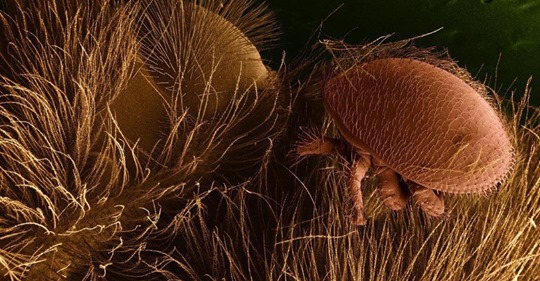 «Дарвиновский Пчелиный Чёрный Ящик»: естественный отбор медоносных пчёл на устойчивость к паразитарному клещу Varroa destructor