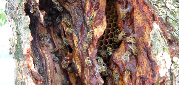 Увеличение сбора смолы после заражения паразитами: самолечение медоносных пчел?