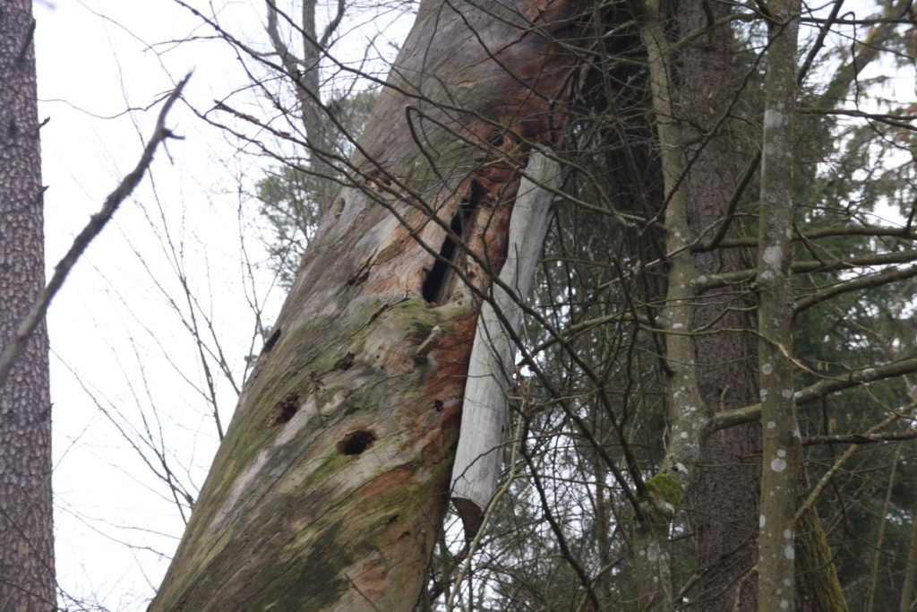 Одно из 120 бортевых дупел, обнаруженных в Беловежском национальном парке. Дупло не используется с 1888 года. Сосна умерла около 1900 года, как сухостойное дерево оно упадёт в ближайшее время, примерно 120 лет спустя после гибели. Фото: Frank Krumm