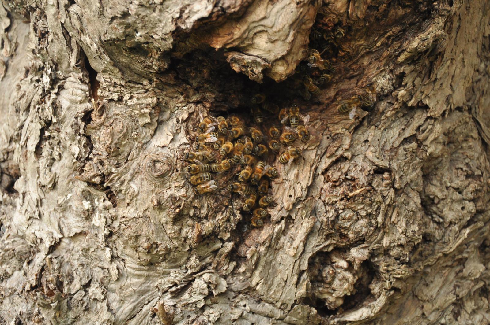 Бортевое пчеловодство — взгляд со стороны дерева или кто решает, что неправильно?