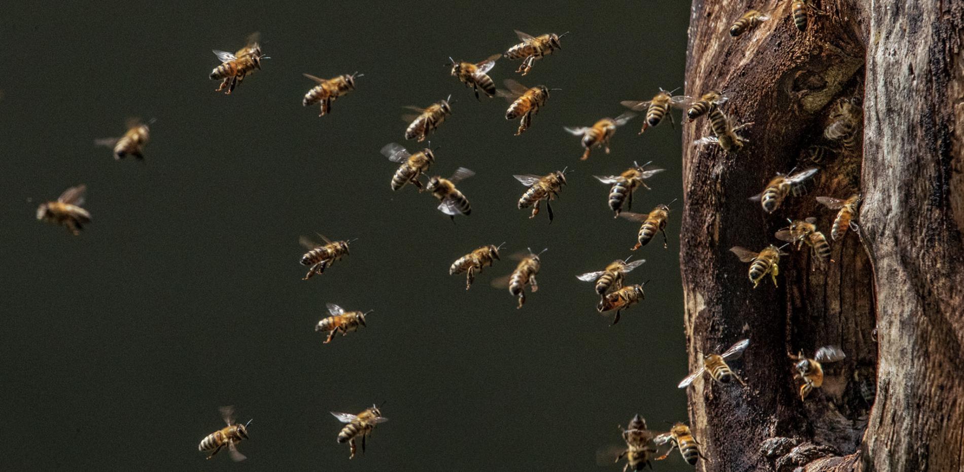 Пчеловодство по Дарвину: эволюционный подход к пчеловодству