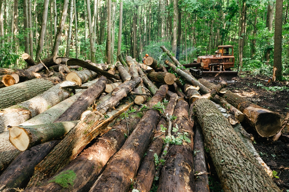 Грубейшие ошибки и экологические просчеты отечественного лесоводства