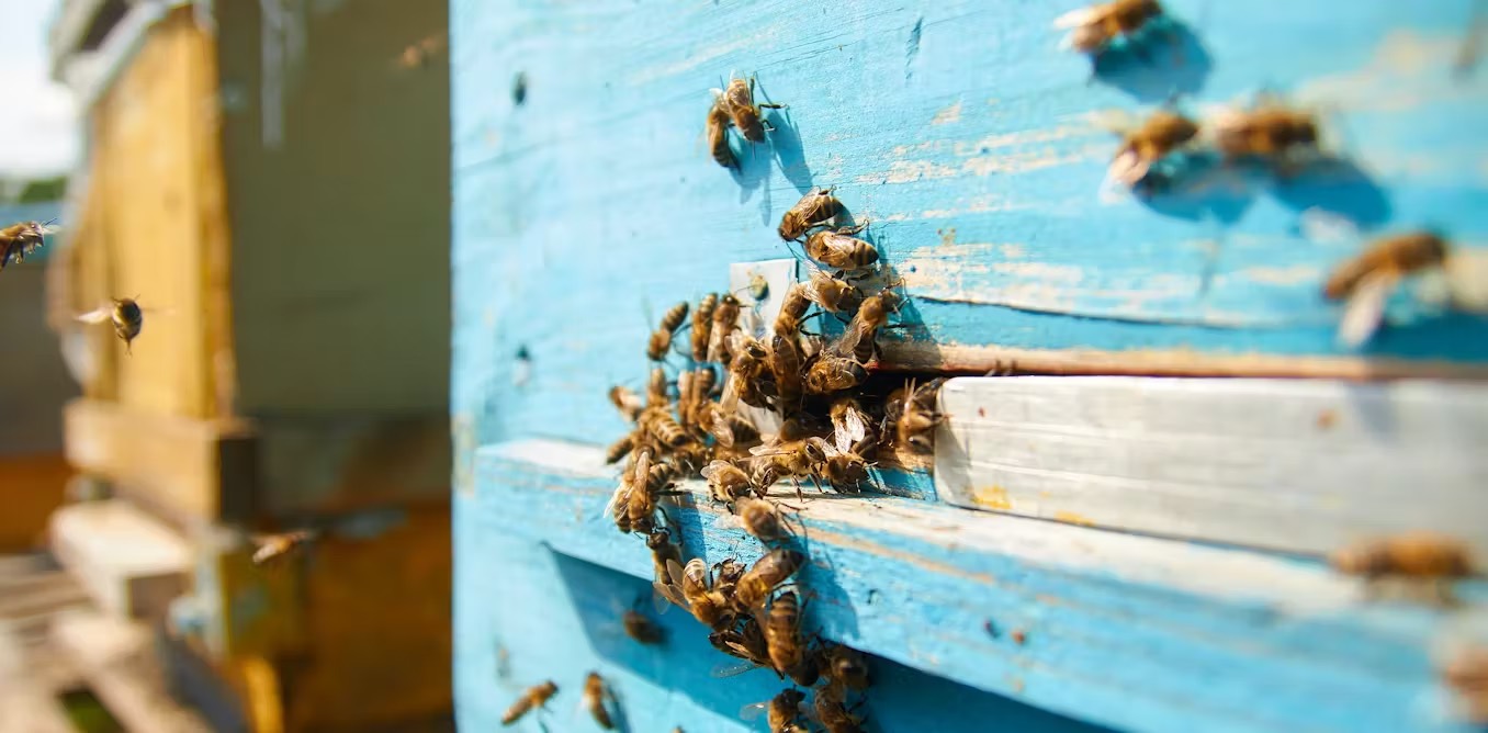 Чтобы спасти медоносных пчёл, нужно создать для них новые ульи