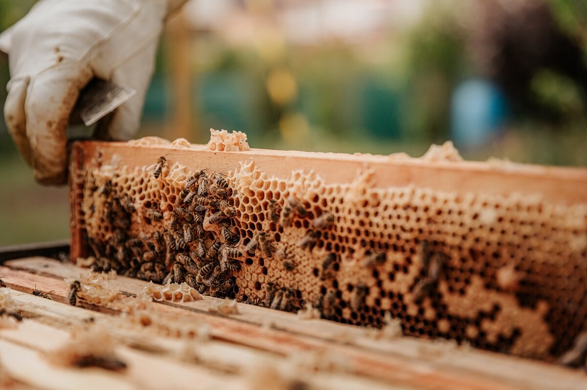 Медоносные пчёлы удивительно многочисленны, как показывают исследования, и большинство из них — дикие, а не в ульях на пасеках